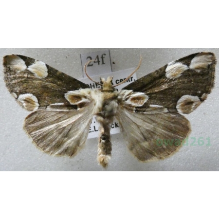 Thyatira batis (Linnaeus, 1758) Plamówka malinówka Czech24f